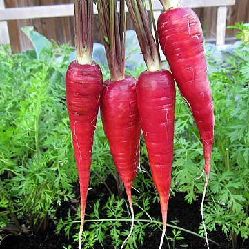 red carrot images