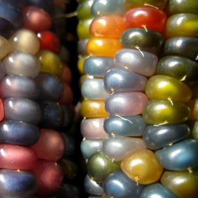 How To Grow & Use Glass Gem Corn - The Most Beautiful Corn In The World