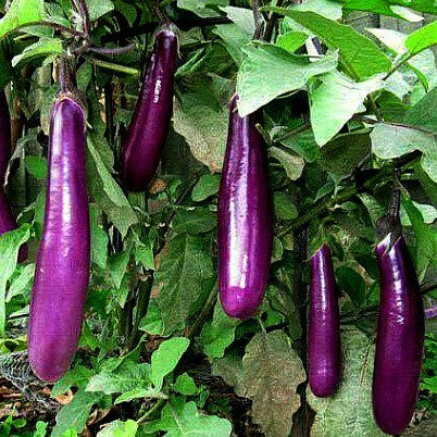 growing chinese eggplant