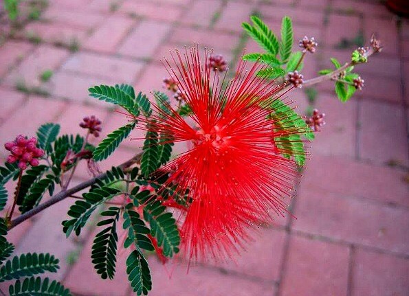 Baja Fairy Duster, Calliandra californica