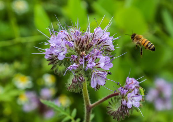 Feed the Bees Seeds, wildflower mix, big ounce bulk pack