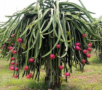 Hylocereus triangularis  Dragon Fruit