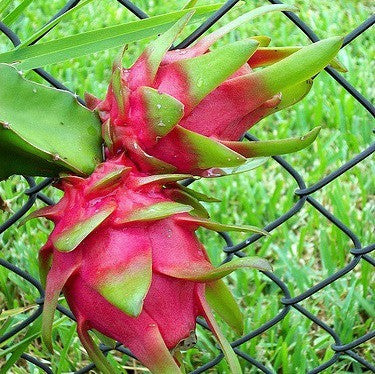 Hylocereus triangularis  Dragon Fruit