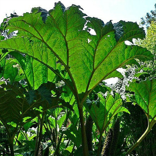 Gunnera manicata - Dinosaur Food