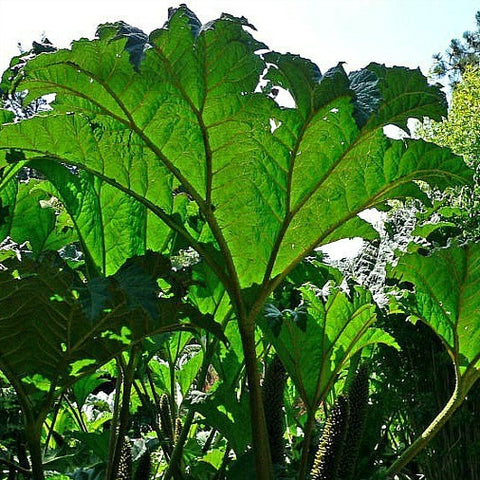 Gunnera manicata - Dinosaur Food