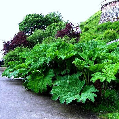 Gunnera manicata - Dinosaur Food