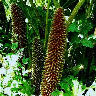 Gunnera manicata - Dinosaur Food