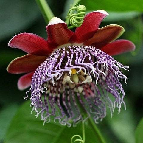 Passiflora ambigua - Granadilla de Monte