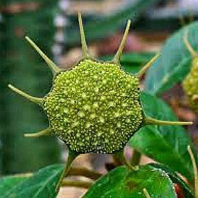 Dorstenia foetida - Star Trek Caudiform