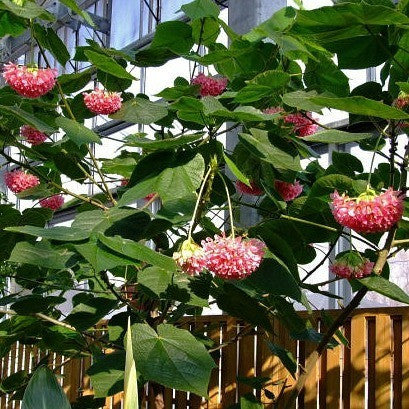 Dombeya burgessiae- Pink Wild Pear