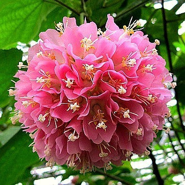 Dombeya burgessiae- Pink Wild Pear