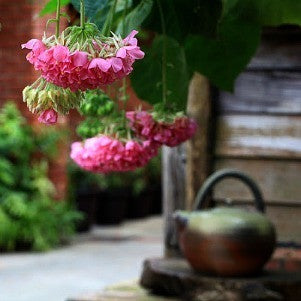 Dombeya burgessiae- Pink Wild Pear