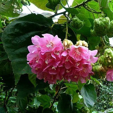 Dombeya burgessiae- Pink Wild Pear