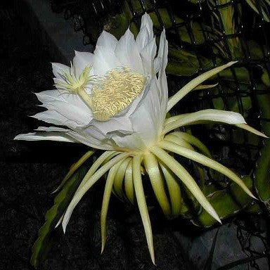 Hylocereus triangularis  Dragon Fruit