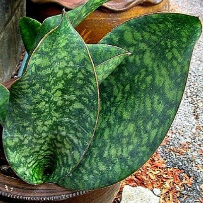 Sansevieria masoniana - Whale Fin - Masons Congo