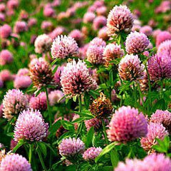 Strawberry Clover - Trifolium fragiferum