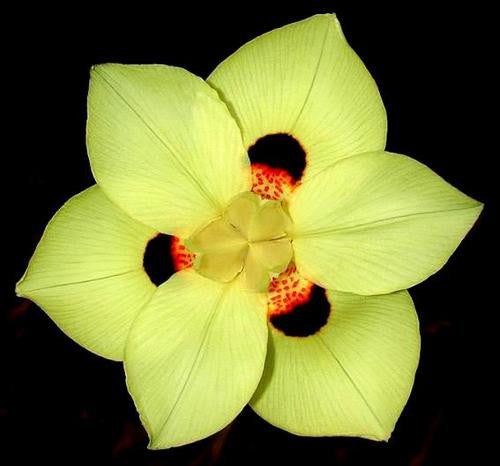 Dietes bicolor - African Iris