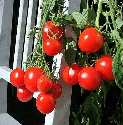 Stupice - Czech Heirloom Tomato