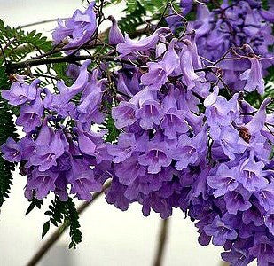 Jacaranda mimosifolia - Jacaranda Tree