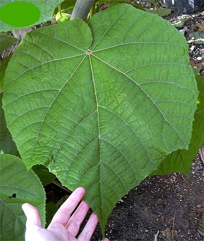 Dombeya burgessiae- Pink Wild Pear