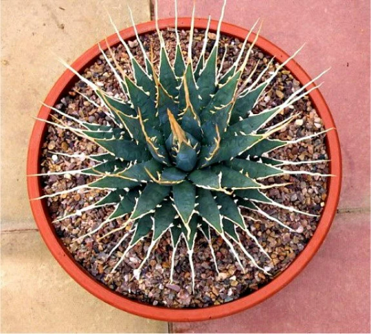 Agave utahensis, Utah Agave