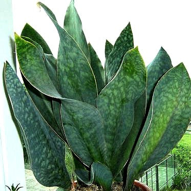 Sansevieria masoniana - Whale Fin - Masons Congo