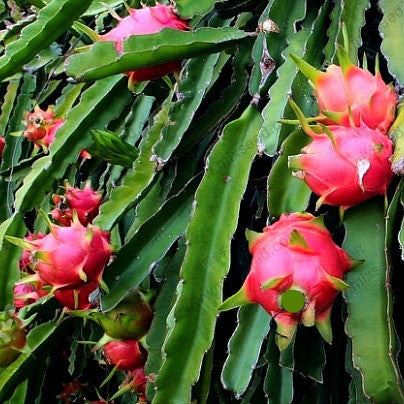 Hylocereus triangularis  Dragon Fruit